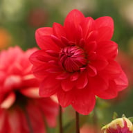 R Mona Dahlia Tuber