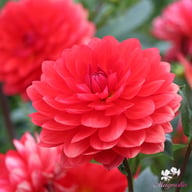 R Mona Dahlia Tuber