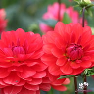 R Mona Dahlia Tuber