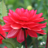 R Mona Dahlia Tuber
