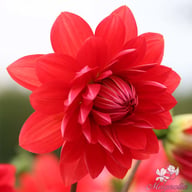 R Mona Dahlia Tuber