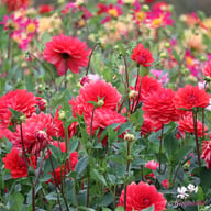 R Mona Dahlia Tuber