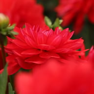 R Mona Dahlia Tuber