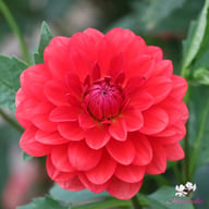 R Mona Dahlia Tuber