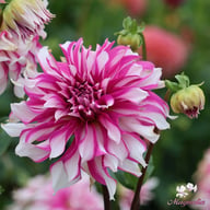 Radegast Dahlia Tuber