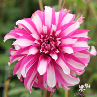 Radegast Dahlia Tuber
