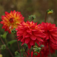 Rainbow Silence Dahlia Knöl