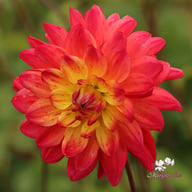 Rainbow Silence Dahlia Knöl