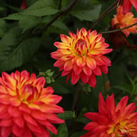 Rainbow Silence Dahlia Knöl