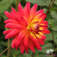 Rainbow Silence Dahlia Knöl
