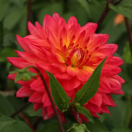 Rainbow Silence Dahlia Knöl