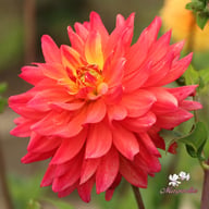 Rainbow Silence Dahlia Knöl