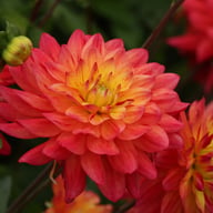 Rainbow Silence Dahlia Knöl