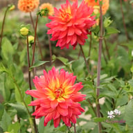 Rainbow Silence Dahlia Knöl
