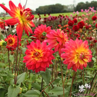 Rainbow Silence Dahlia Knöl