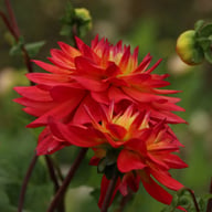 Rainbow Silence Dahlia Knöl
