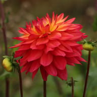 Rainbow Silence Dahlia Knöl