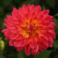 Rainbow Silence Dahlia Knöl