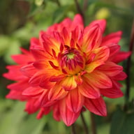 Rainbow Silence Dahlia Knöl