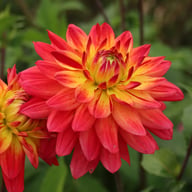 Rainbow Silence Dahlia Knöl