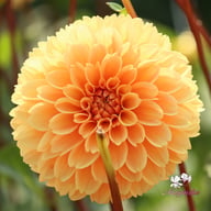 Ralphie Dahlia Tuber