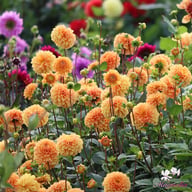 Ralphie Dahlia Tuber