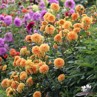 Ralphie Dahlia Tuber