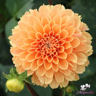Ralphie Dahlia Tuber