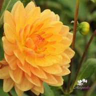 Rancho Dahlia Knöl