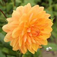 Rancho Dahlia Knöl