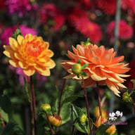 Rancho Dahlia Knöl
