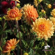 Rancho Dahlia Knöl