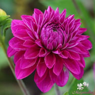 Randy Crawford Dahlia Knöl