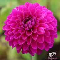 Randy Crawford Dahlia Knöl