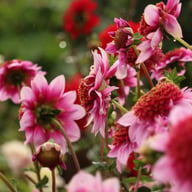 Raspberry Puff Dahlia Knöl