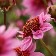 Raspberry Puff Dahlia Knöl