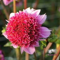 Raspberry Puff Dahlia Tuber