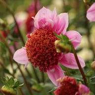 Raspberry Puff Dahlia Knöl
