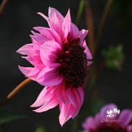 Raspberry Puff Dahlia Tuber