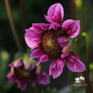 Raspberry Puff Dahlia Tuber