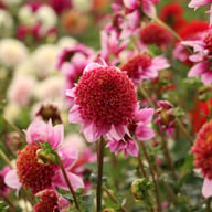 Raspberry Puff Dahlia Knöl