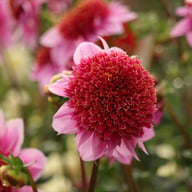 Raspberry Puff Dahlia Knöl