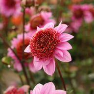Raspberry Puff Dahlia Knöl