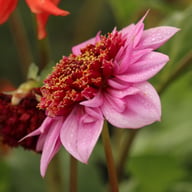 Raspberry Puff Dahlia Knöl