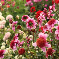Raspberry Puff Dahlia Knöl
