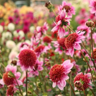 Raspberry Puff Dahlia Knöl
