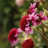 Raspberry Puff Dahlia Knöl