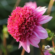 Raspberry Puff Dahlia Tuber