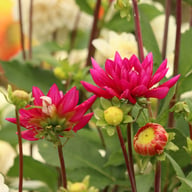 Rebecca's World Dahlia Knöl