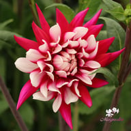 Rebecca's World Dahlia Knöl